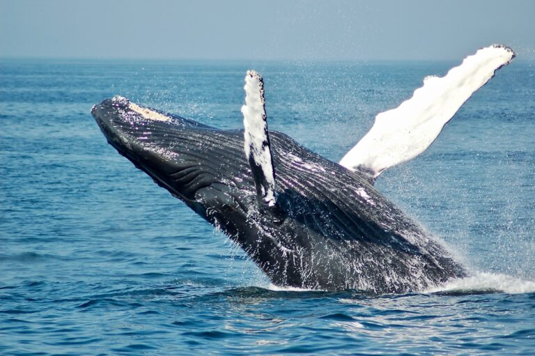 A humpback whale surfacing off Oahu