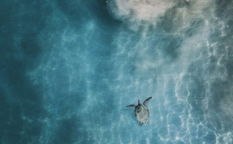 Sea turtle over sand