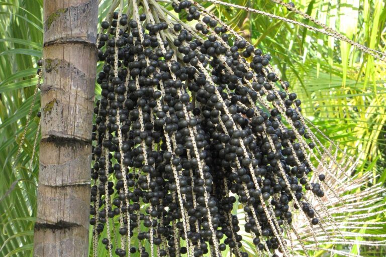 A cluster of dark açaí berries hanging from an açaí palm