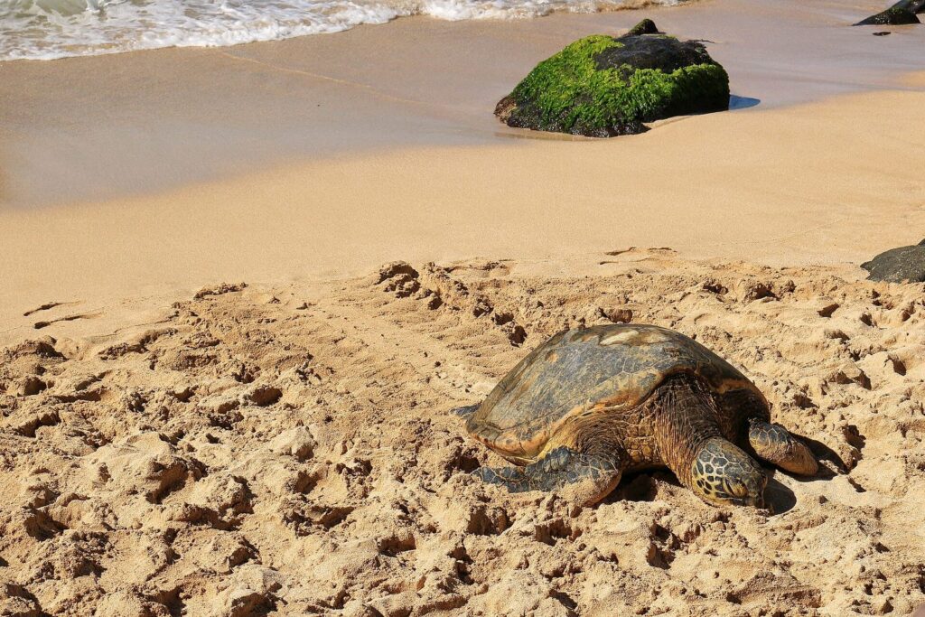 A green sea turtle basking on the sand at Turtle Beach Oahu, with a limu-covered rock at the waterline