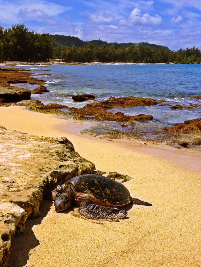 A green sea turtle resting on the sand at Turtle Bay