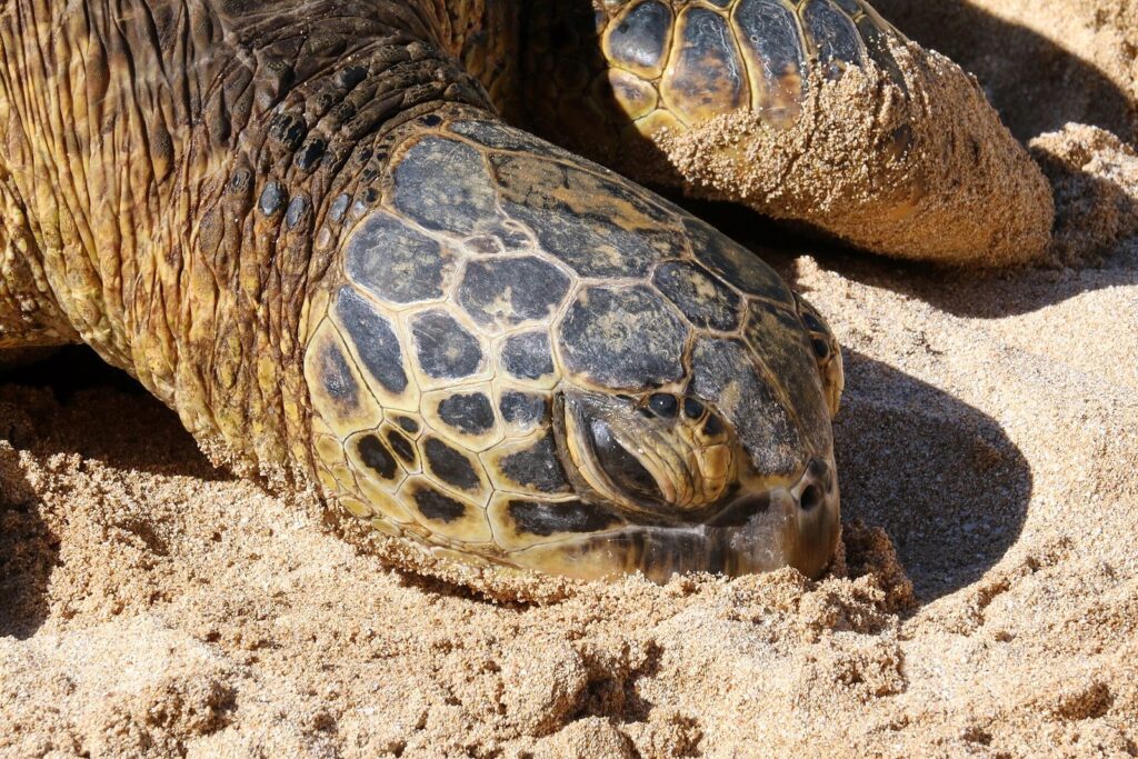 Close-up of a green sea turtle's head resting in the sand at Laniakea Beach, Oahu