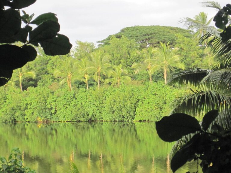 Mangroves and coconut palms at Kahaluu Fishpond beside Laenani Point