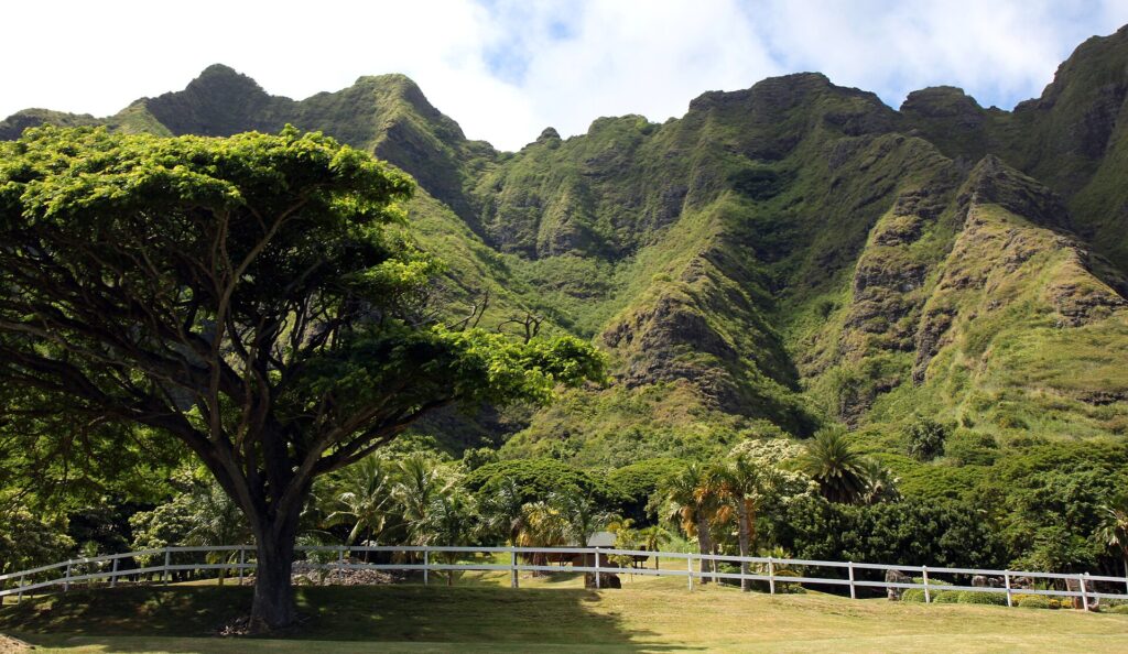 A lawn and monkeypod tree at Kualoa Ranch below the Koolau cliffs, an Oahu wedding venue