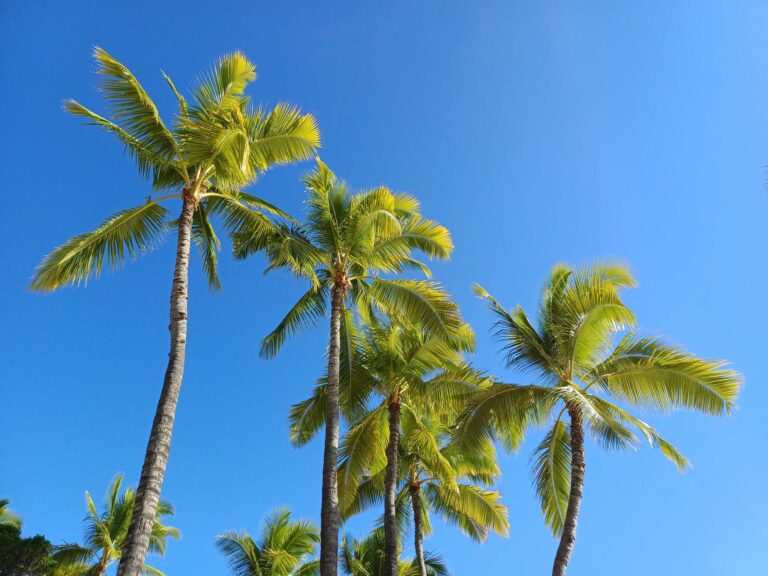 Romer House Waikiki Review: What to Know Before You Book