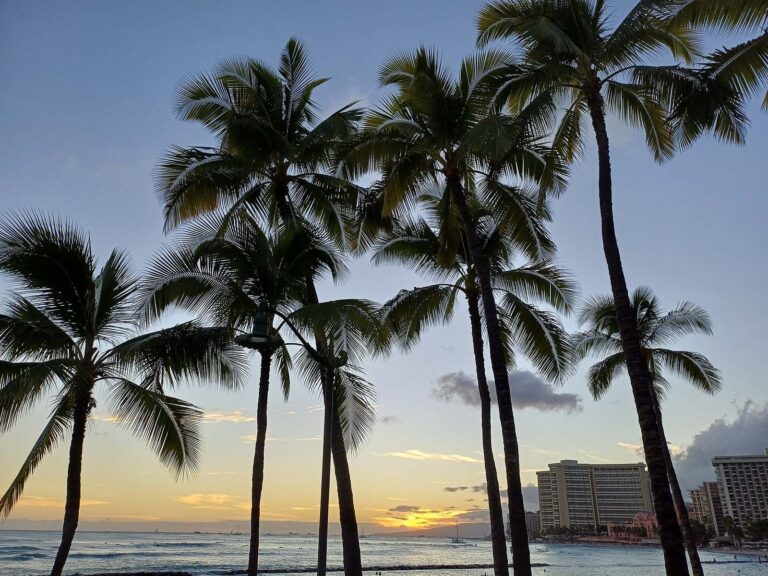 Palm trees at sunset on Kuhio Beach Park in Waikiki