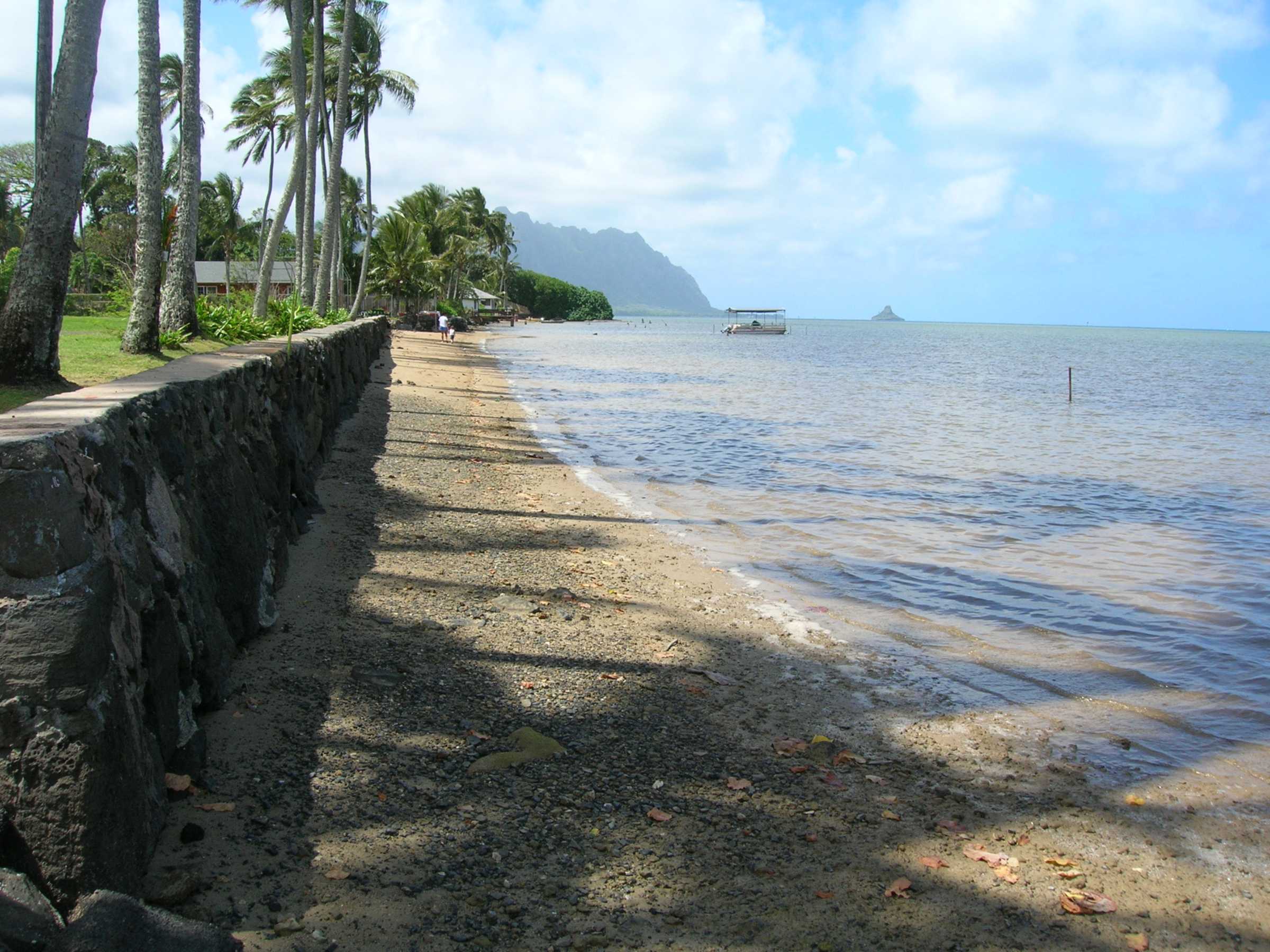 Coconut palms at Laenani Beach Park on Kaneohe Bay with Mokolii island beyond