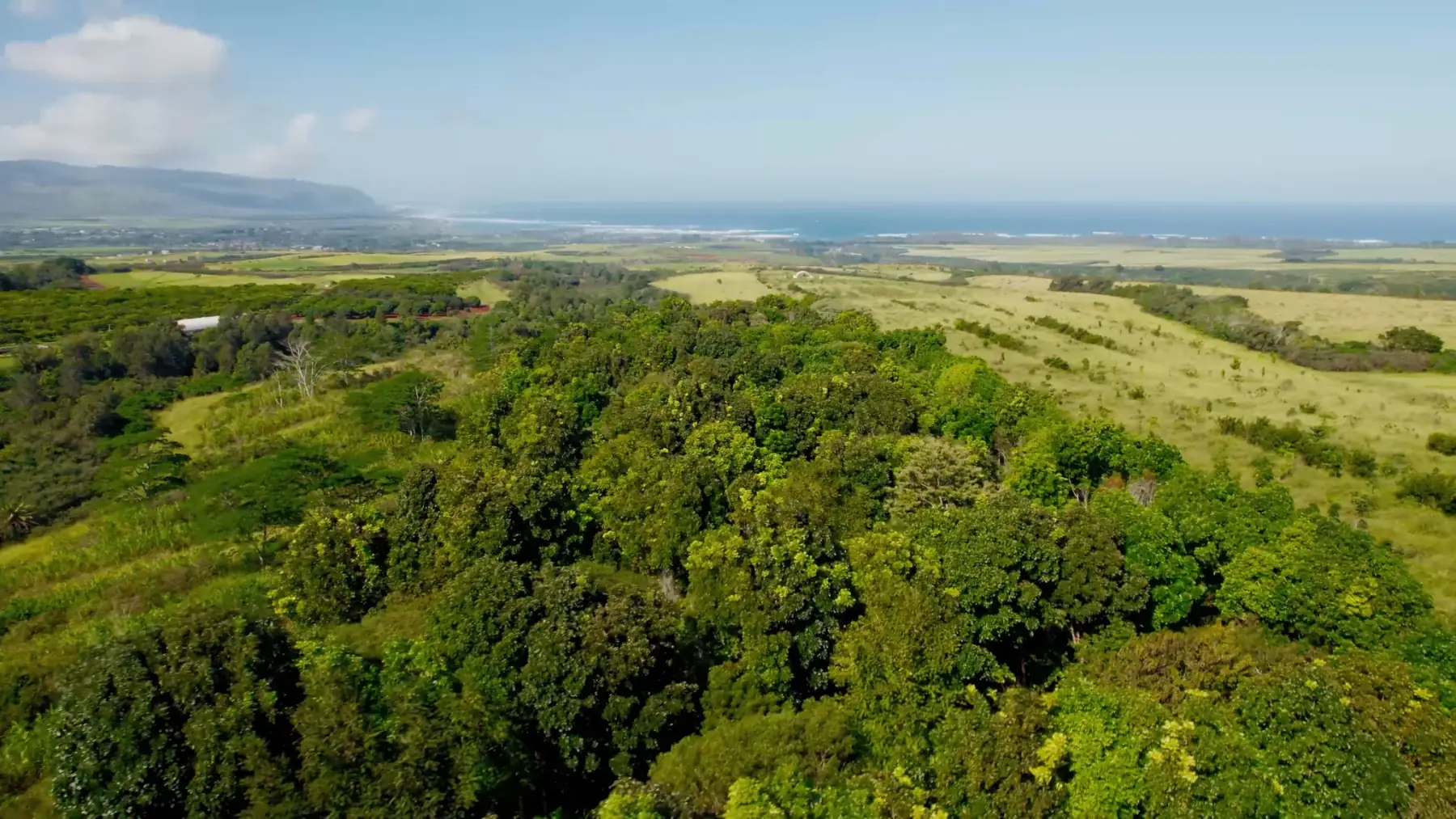 Aerial view of Lonohana's cacao farm on Oahu's North Shore, looking out to the ocean