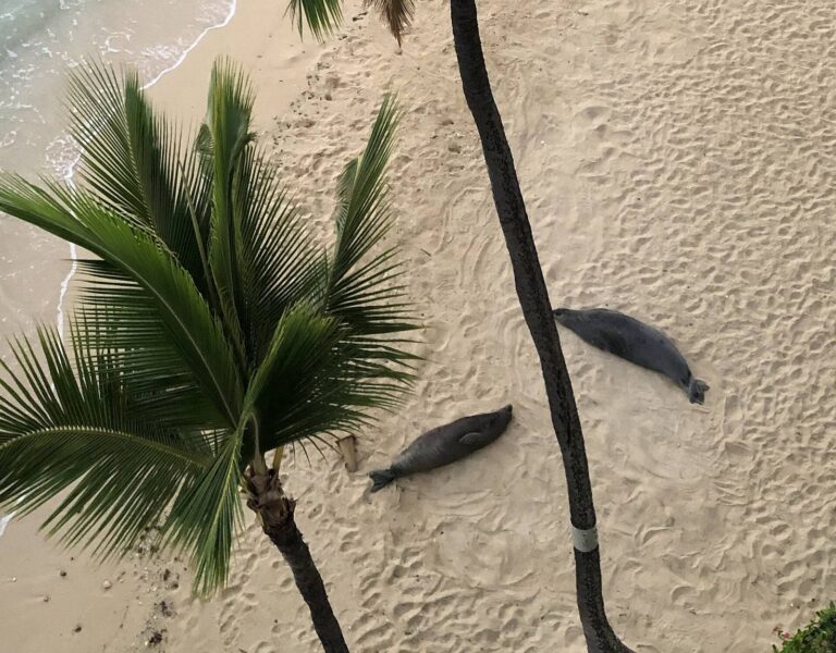 Two Hawaiian monk seals resting on Kaimana Beach