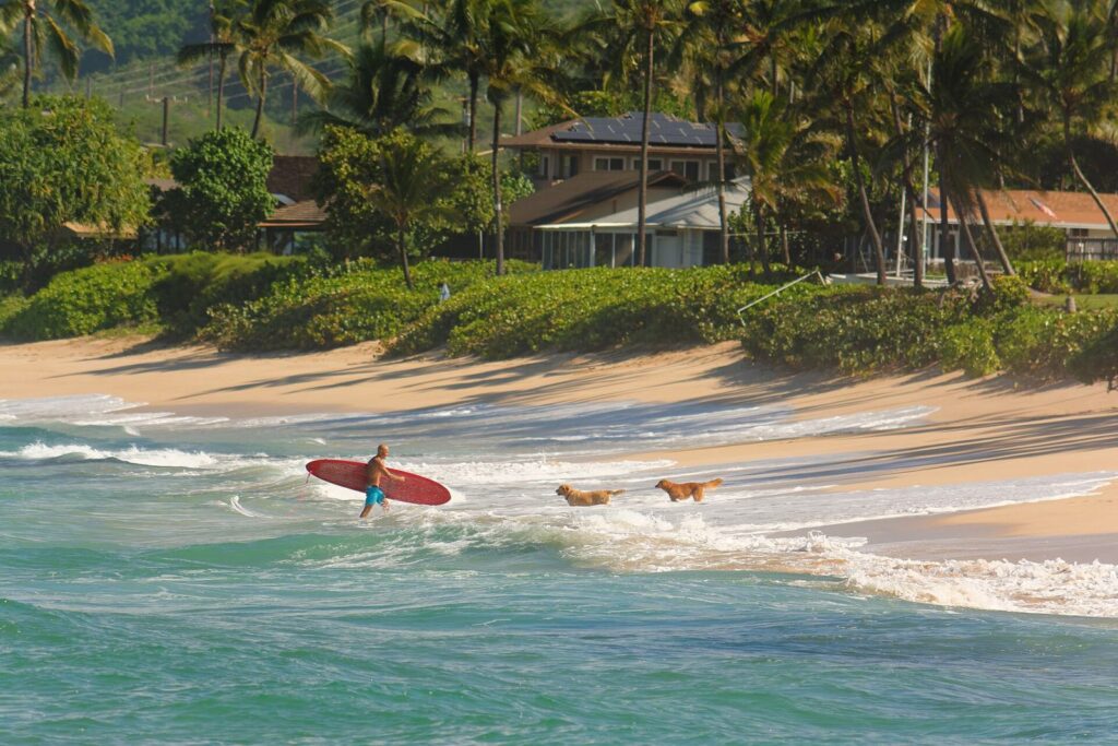 A surfer carrying a red longboard out of the shorebreak with two dogs on the North Shore shoreline between Haleiwa and Laniakea