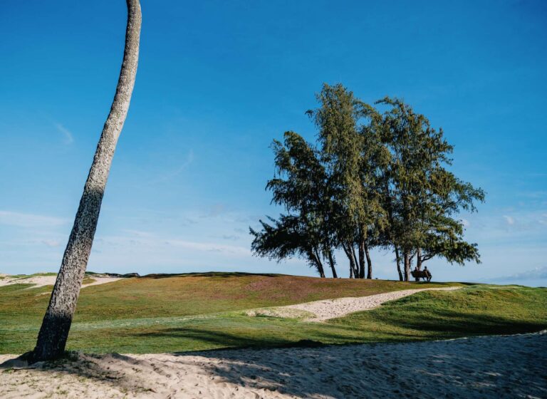 A leaning palm on the sand at Kailua Beach Park on Oahu, with ironwood trees on the grassy park lawn behind
