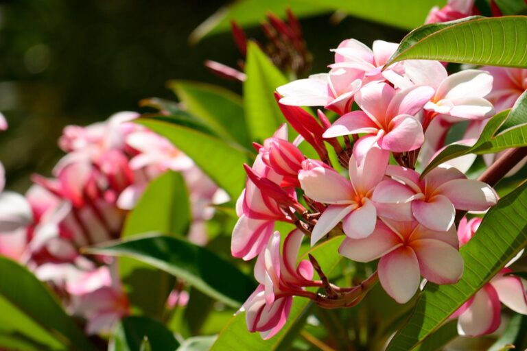 Little Plumeria Farms: Plumeria Farm Tours and Lei Making on Oahu