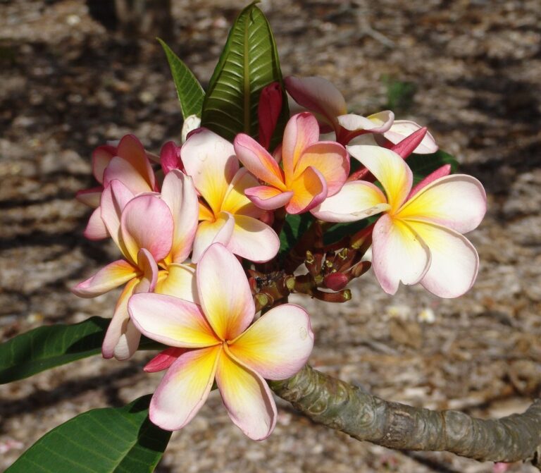 Pink and yellow plumeria blossoms at Koko Crater Botanical Garden on Oahu