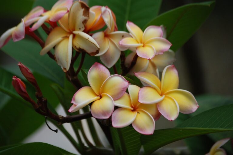Pink and yellow blossoms of the plumeria cultivar Lei Rainbow