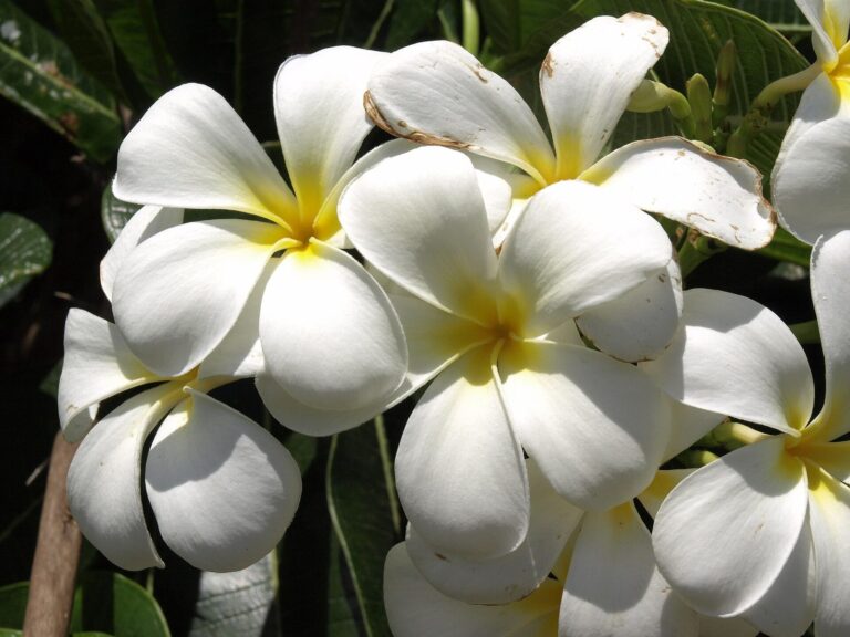 White Plumeria obtusa blossoms in Haleiwa on the North Shore