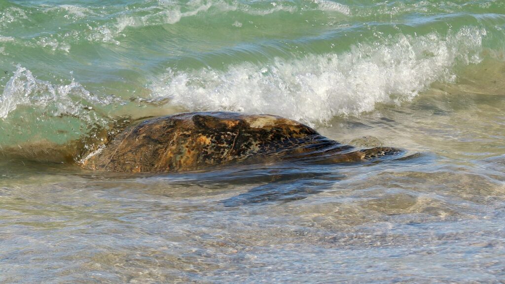 A sea turtle in the shallow shorebreak as a wave rolls in at Laniakea Beach on Oahu