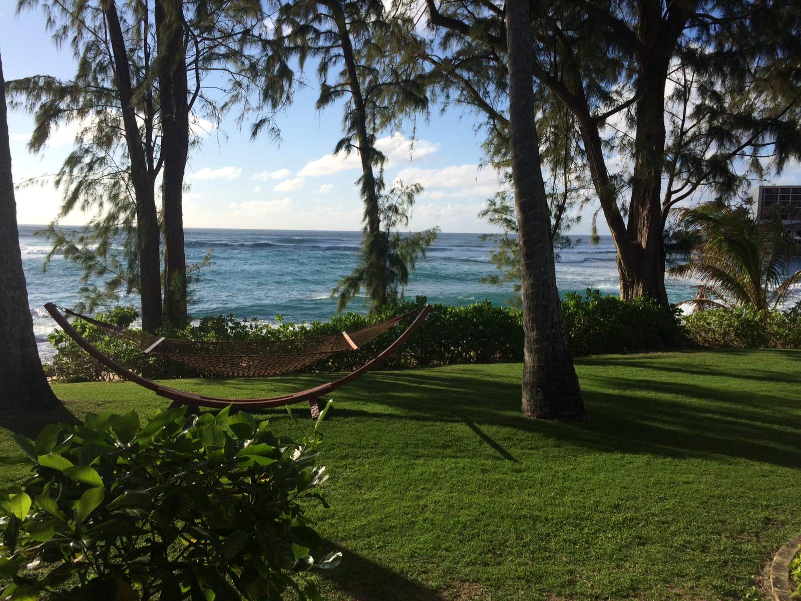 A hammock on a lawn under ironwood trees facing the ocean at Turtle Bay on Oahu's North Shore