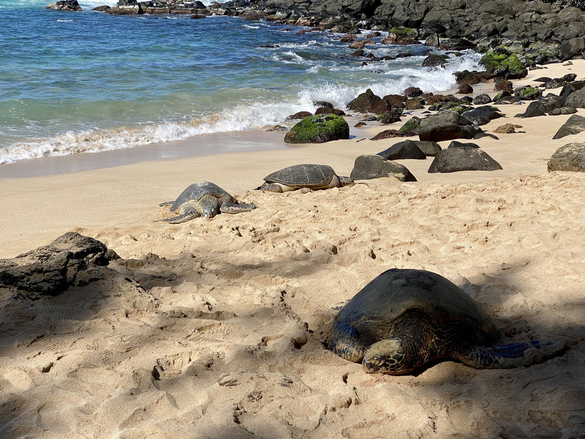 Green sea turtles (honu) resting on the sand at Turtle Beach, Laniakea, on Oahu's North Shore