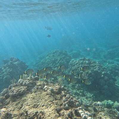 Hanauma Bay Guided Snorkeling Tour with Transportation
