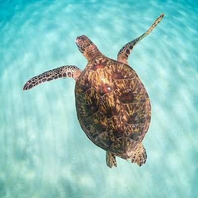 Full Day Oahu Circle Island -Turtle Beach Snorkel at North Shore
