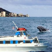 Whale watching cruise off Oahu