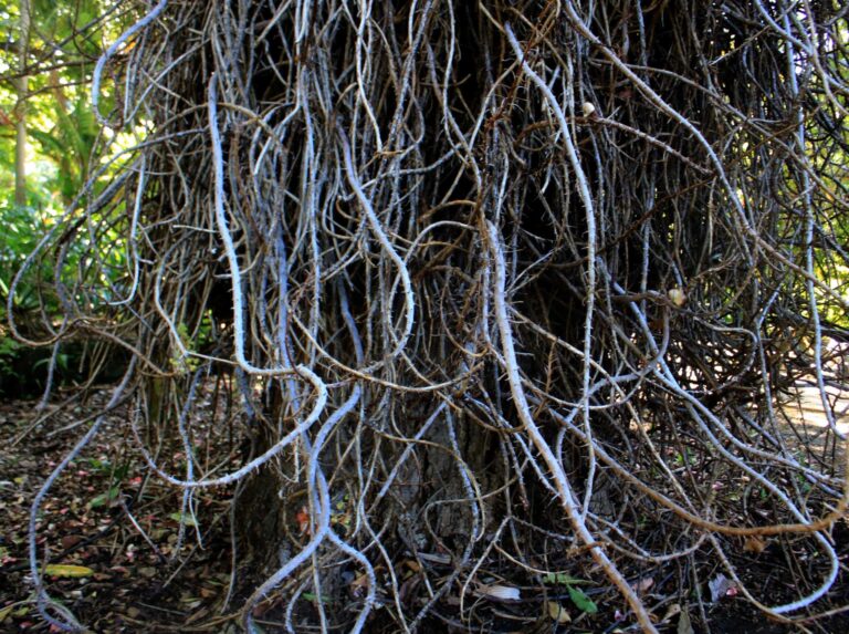 The trunk of the cannonball tree at Foster Botanical Garden, hung with long flower stalks
