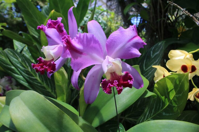 A purple orchid in bloom at Foster Botanical Garden