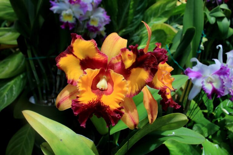 Orange and red orchids in bloom at Foster Botanical Garden