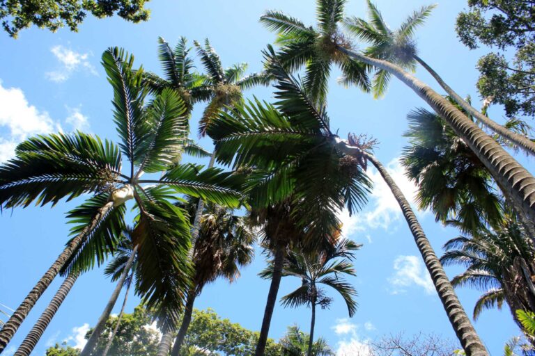 Palms seen from below against a blue sky at Foster Botanical Garden