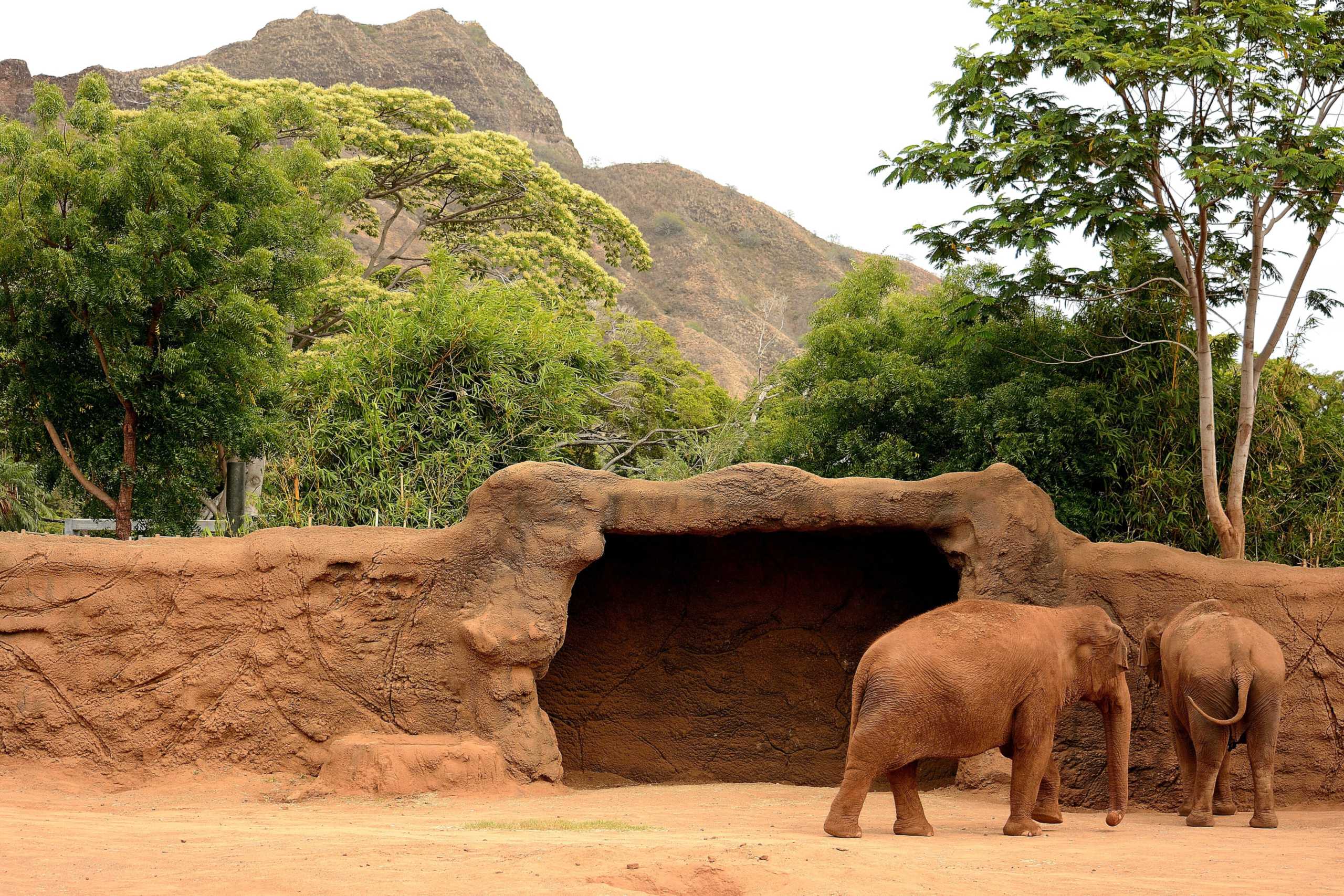 Two Asian elephants at the Honolulu Zoo in front of a rock shelter, with the Diamond Head ridge behind the trees