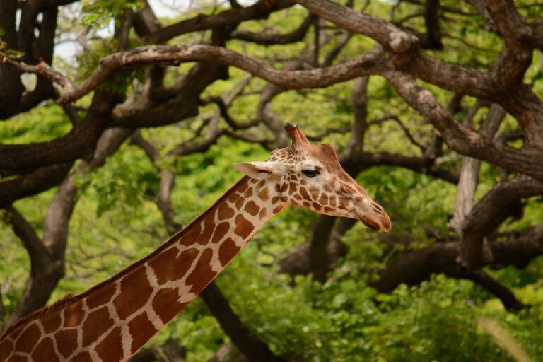 A giraffe at the Honolulu Zoo with its neck raised among monkeypod branches
