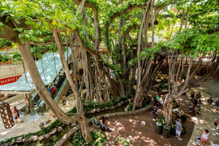 International Market Place, Waikiki: Shops, Food, the Banyan Tree and What Is Worth Your Time