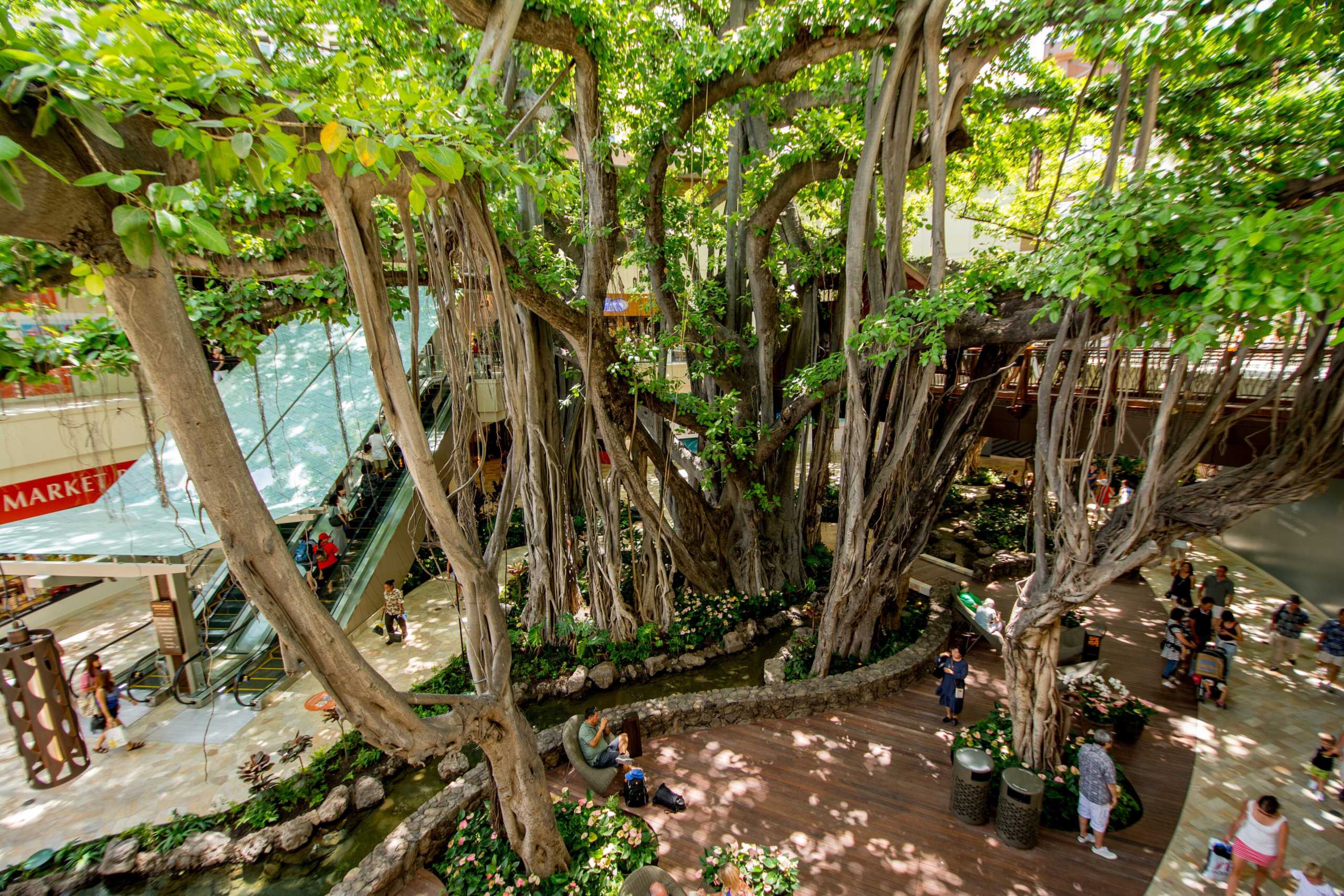 The large banyan tree with a water feature and seating at International Market Place in Waikiki, looking down from an upper level