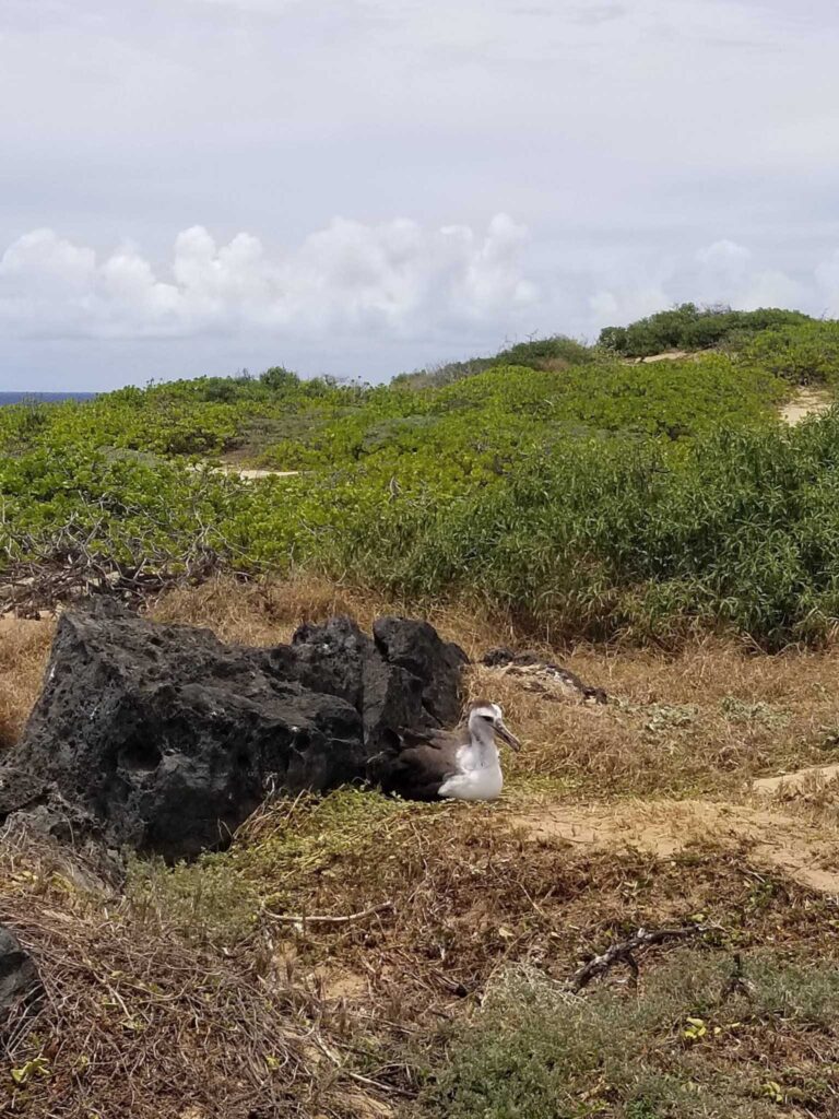 A Laysan albatross sitting beside a lava rock among low shrubs at Kaʻena Point State Park