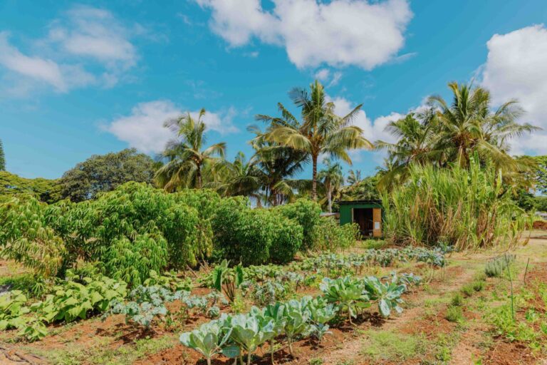 Planted beds of greens and taro under coconut palms on the Kōkua Learning Farm