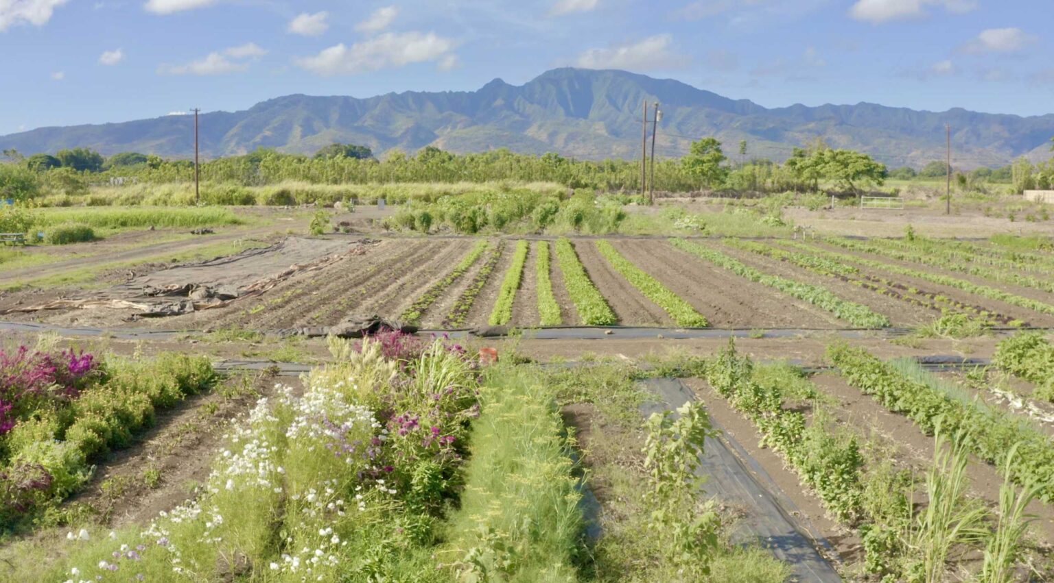 Crop rows and flowers on the Kōkua Learning Farm in Haleʻiwa, with mountains behind