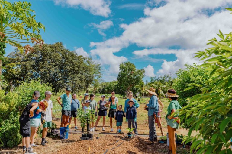 A group gathered with young plants among the fruit trees on the Kōkua Learning Farm