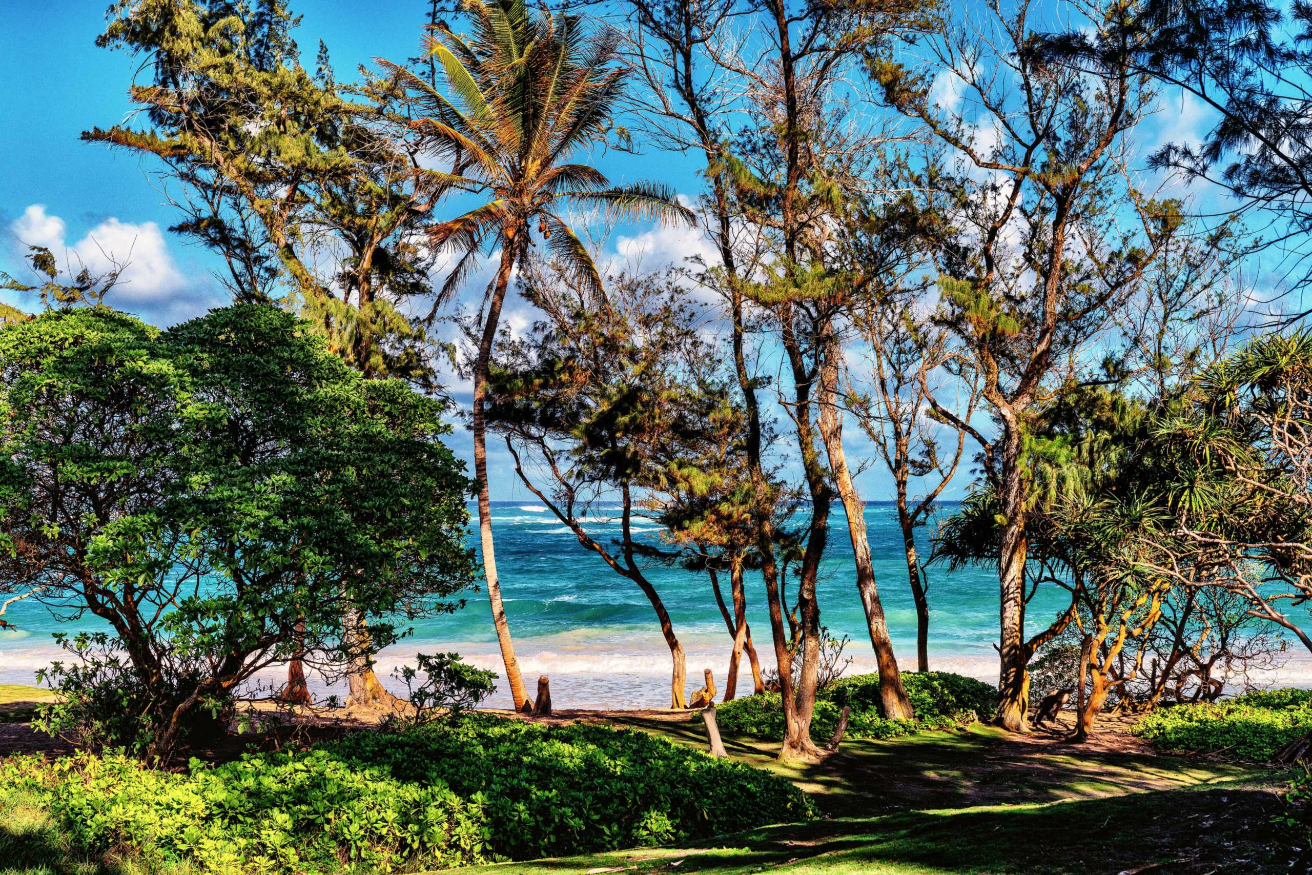 Ironwood and palm trees frame turquoise water and a white-sand beach at Mālaekahana
