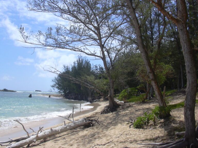 Ironwood trees and driftwood on the sand along the Mālaekahana shore