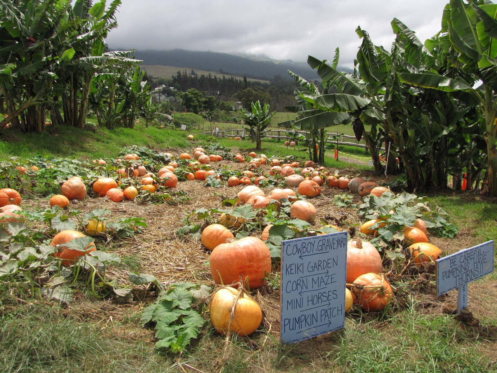 Oahu Pumpkin Patches 2026: What’s Open, Dates and Prices