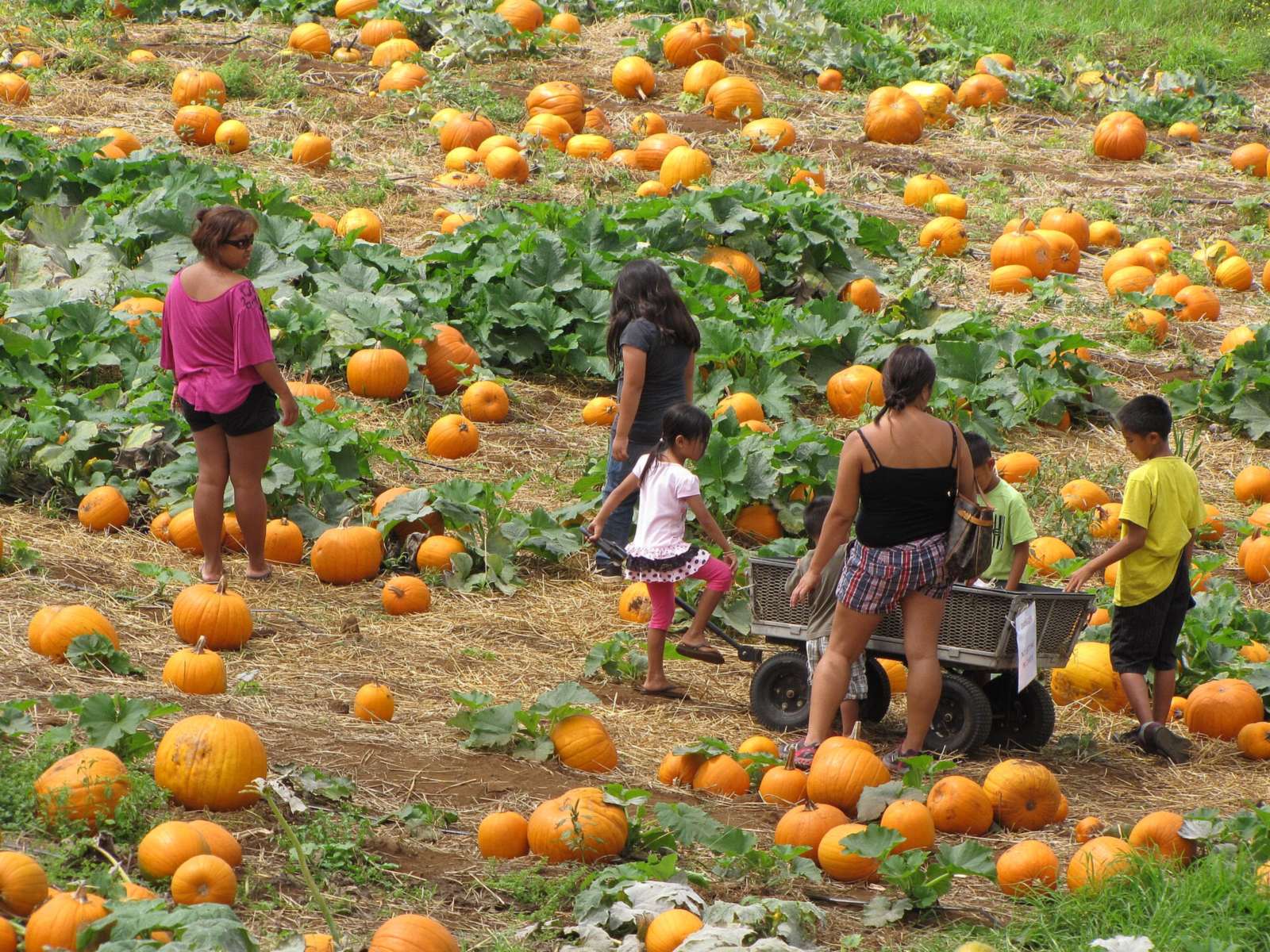 Oahu Pumpkin Patches 2026: What’s Open, Dates and Prices