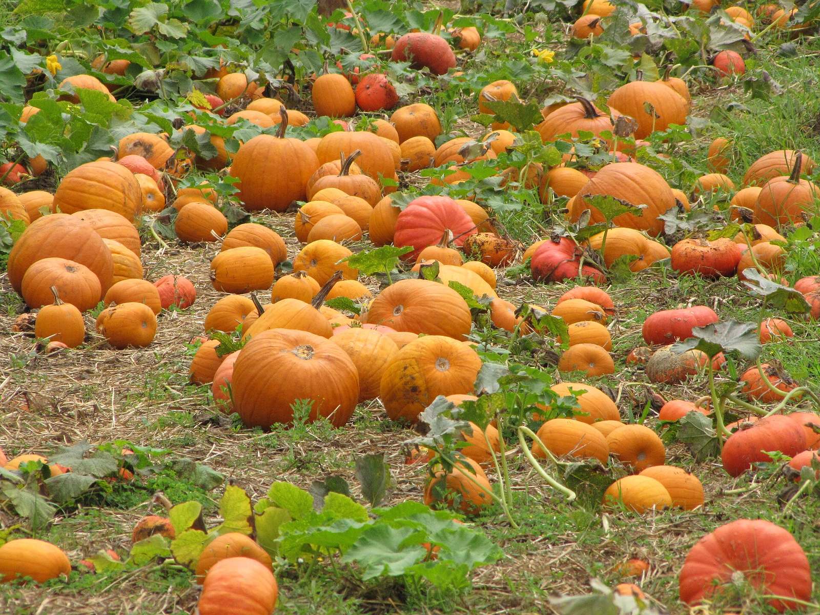 Oahu Pumpkin Patches 2026: What’s Open, Dates and Prices