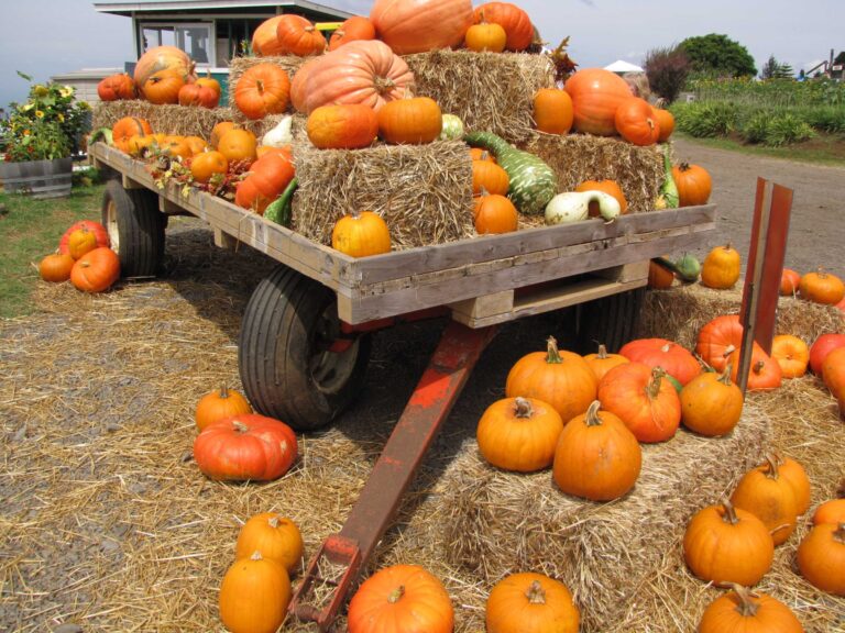 Mari’s Gardens Pumpkin Patch in Mililani, Oahu (2026)