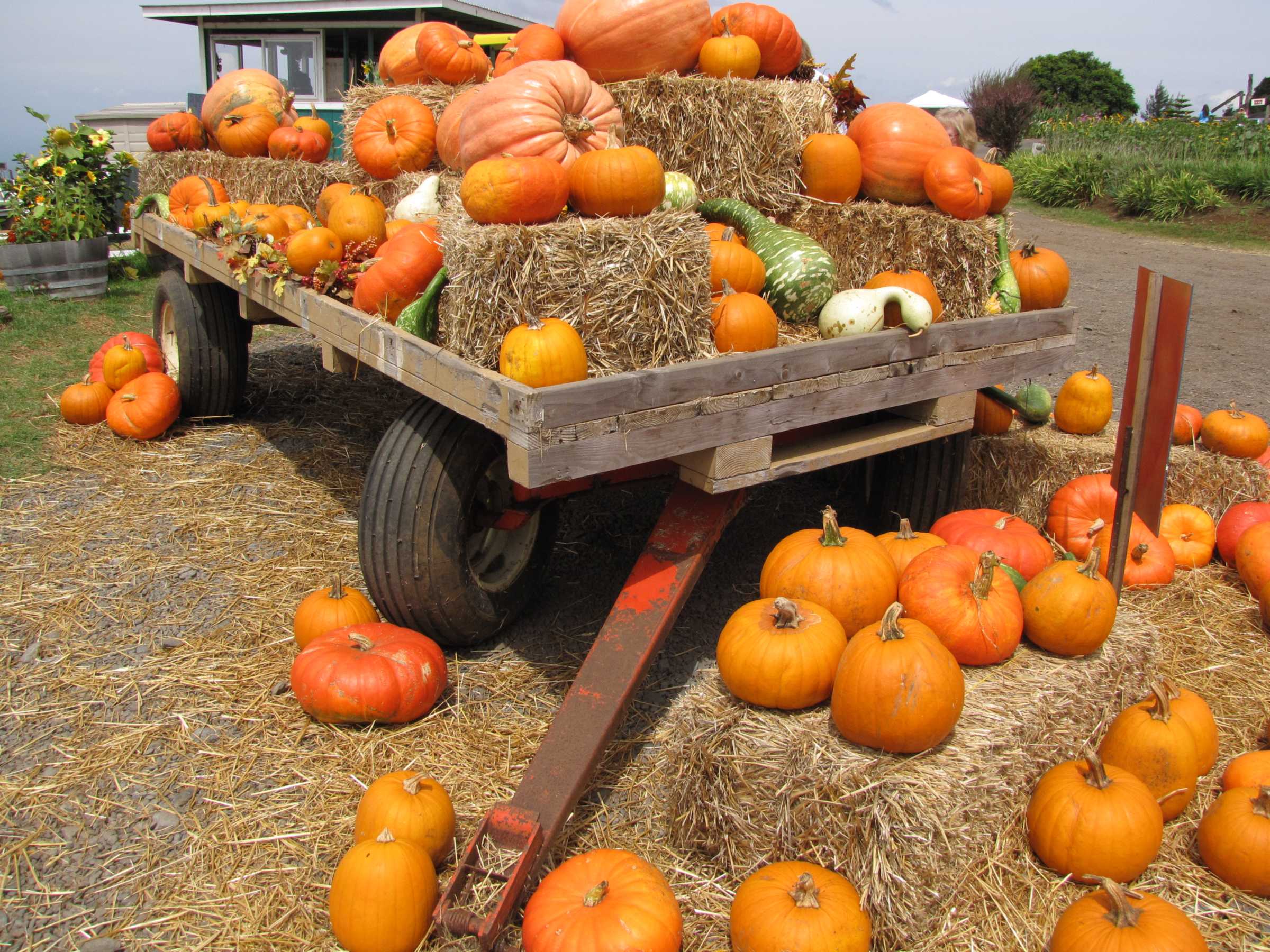 Hay wagon stacked with orange pumpkins and hay bales at a Hawaii farm pumpkin patch