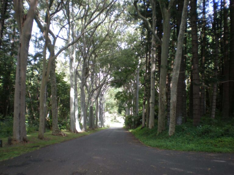 The tree-lined paved road into Puʻu ʻUalakaʻa State Wayside from Round Top Drive