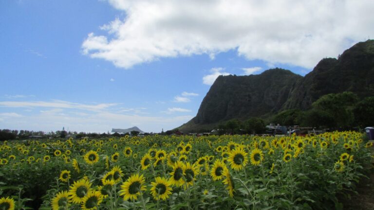 A Waimanalo sunflower field below the Koolau cliffs