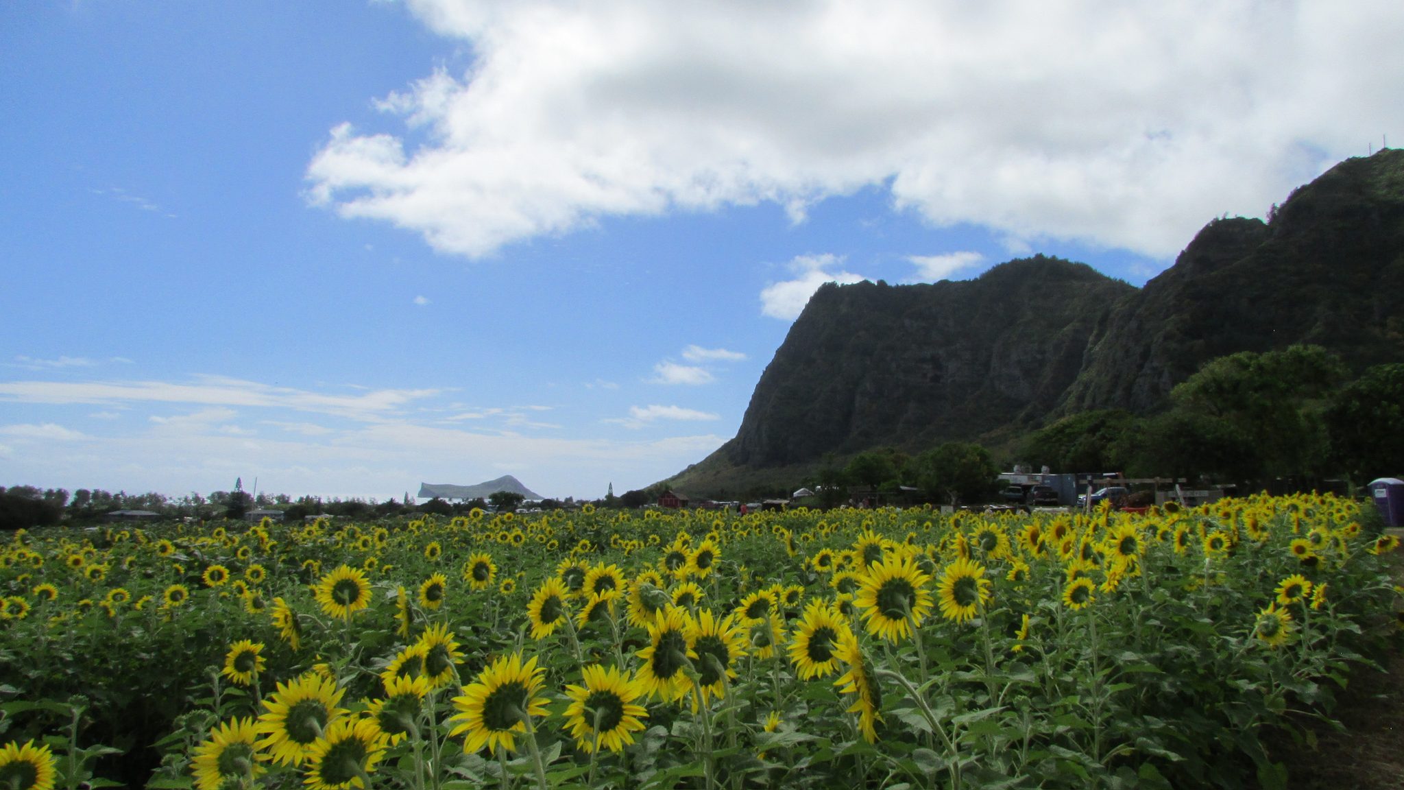 A Waimanalo sunflower field in bloom below green Koolau cliffs on Oahu's east side